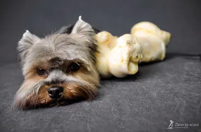 Zwierzo-Wizaż Psi fryzjer